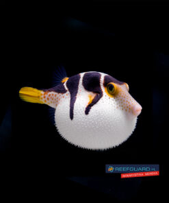 Canthigaster valentini PUFF