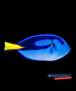 Paracanthurus hepatus M Pokolec Królewski