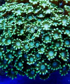 Alveopora sp Green Sunflower W naturze koral ten występuję na Fiji, Wyspach Salomona, Bali, również Australii. Alveopora ukazuje swoje piękno dopiero gdy wszystkie polipy są otwarte.