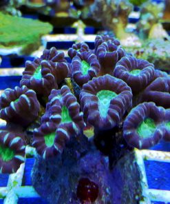 Caulastrea furcata Candy Cane Coral W naturze koral ten występuję w Australii, Filipinach, Indopacyfiku, Pacyfiku Centralnym. Nazwa Caulastrea pochodzi z