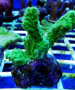 Hydnophora exesa Green Fluo Australia W naturze koral ten występuję w Australi, Morzu Czerwonym, Papui Nowej Gwinei, Samoa, Sulawezi, Wielkiej Rafie Koralowej.