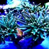 Euphyllia glabrescens Torch crl Green yellow tip