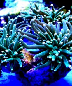 Euphyllia glabrescens Torch crl Green yellow tip