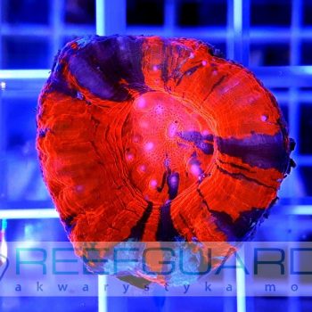 Scolymia Australis Only Red