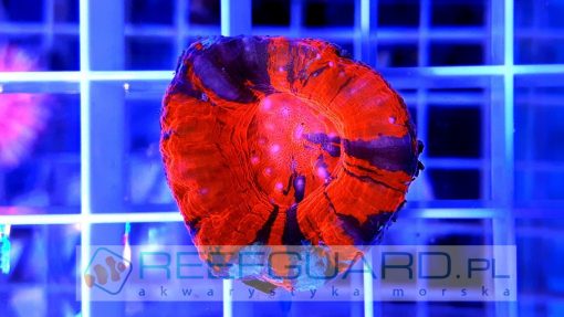 Scolymia Australis Only Red