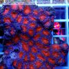 Acanthastrea lordhowensis Red Pink