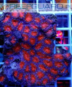 Acanthastrea lordhowensis Red Pink
