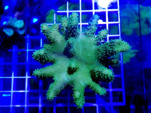Lobophytum pauciflorum M finger shaped green polyps