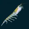 Ocean Nutrition Chopped Krill Superba 100g