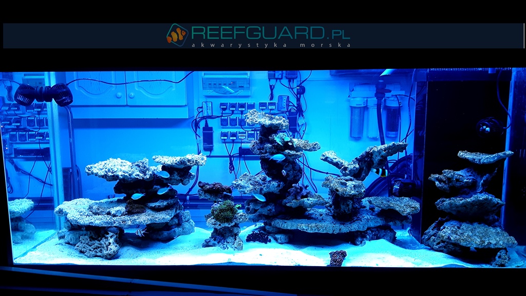 Akwarium Morskie Reefguard Szczecin 10