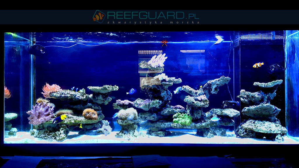 Akwarium Morskie Reefguard Szczecin