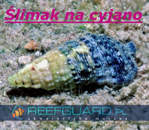 Reefguard akwarystyka morska akwarium morskie szczecin ślimak morski slimak na glony ślimak na detrytus