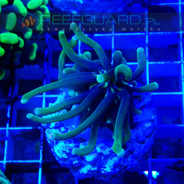 Heliofungia actiniformis Deep Green S koralowce LPS szczecin akwarium morskie sklep akwarystyka morska szczecin