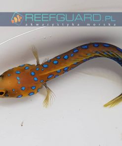 reefguard.pl szczecin akwarystyka morska ryby morskie ryba morska akwarium