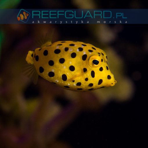 Ostracion cubicus Yellow boxfish Kostera gruzełkowata