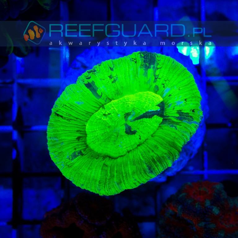 reefguard szczecin akwarium morskie akwarystyka morska koralowce lps