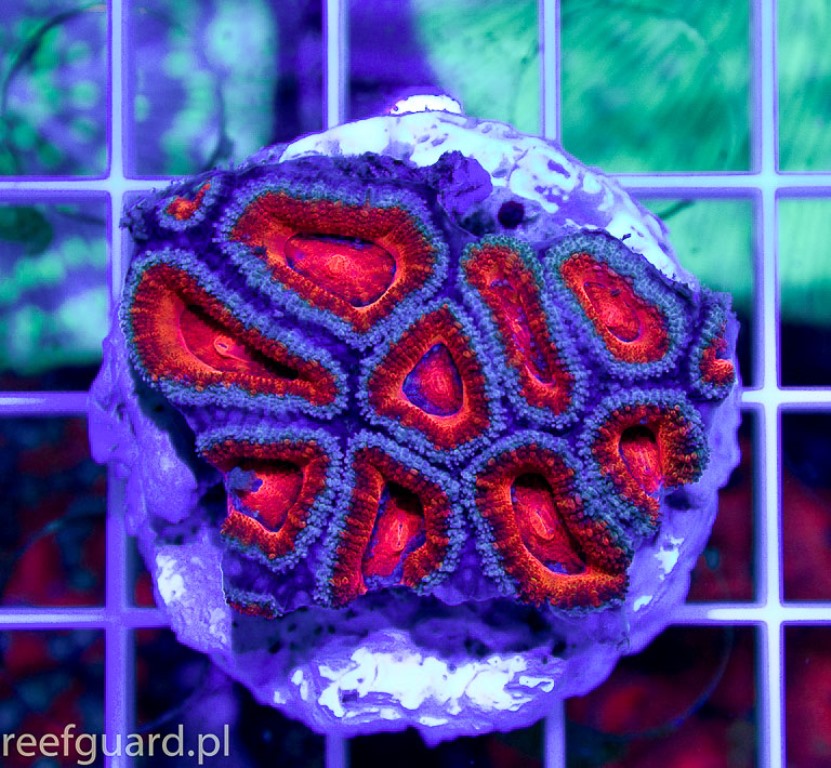 Acanthastrea lordhowensis Deep Red A001 korale szczecin koralowce