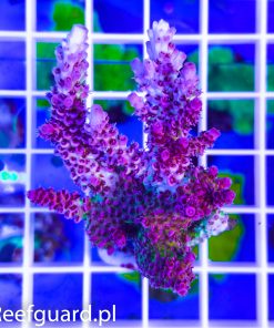 Acropora sp. Pink Green reefguard koralowce SPS akwarystyka morska szczecin