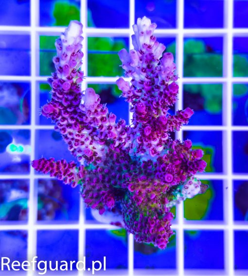 Acropora sp. Pink Green reefguard koralowce SPS akwarystyka morska szczecin
