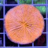 Cycloseris sp Ultra Orange Australia C 003 koralowce lps szczecin