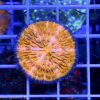 Cycloseris sp Ultra Orange Blue Ring Australia C 002 akwaystyka szczecin reefguard koralowce lps