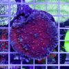 Echinophyllia aspera Deep Red Koralowce szczecin akwarystyka morska akwarium szczecin