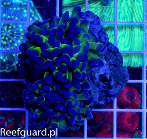 Euphyllia paraancora Green Koralowce LPS szczecin reefguard