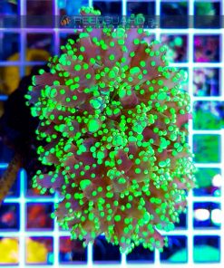Euphyllia paradivisa Ultra Green Tip sprzedam szczecin koralowce LPS reefguard