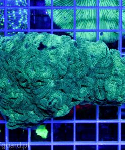 Favia sp. Green koralowiec LPS szczecin sklep z akwarystyka morska