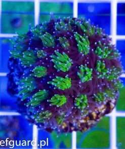Galaxea fascicularis bicolor M korale reefguard akwarystyka morska szczecin