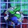Hydnophora exesa Green Fluo H001 Reefguard Szczecin koralowiec LPS
