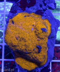 Leptoseris sp Super Orange koralowce szczecin LPS reefguard