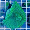 Merulina ampliata Green Fluo reefguard szczecin akwarystyka morska