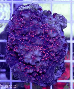 Echinophyllia aspera RED koralowiec lps szczecin reefguard