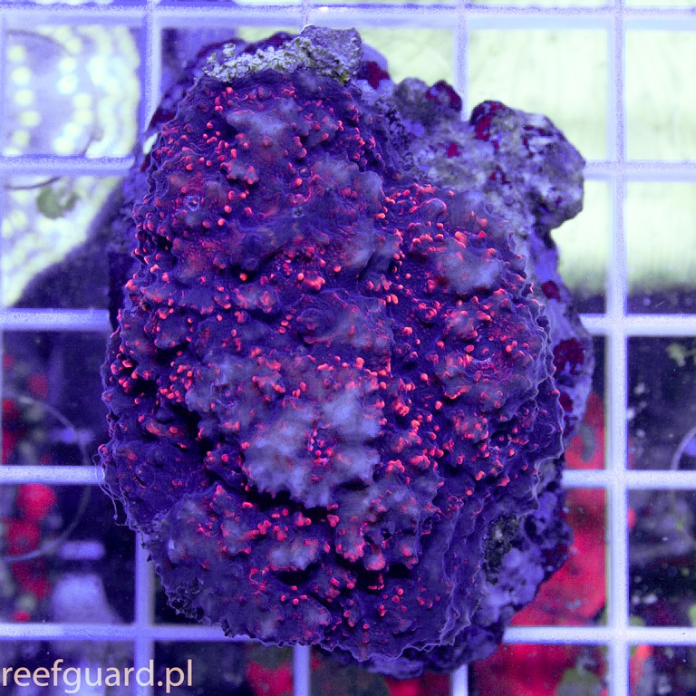 Oxypora sp Red koralowiec lps szczecin reefguard