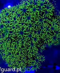Pachyclavularia Green Ultra koralowiec miekki szczecin akwarystyka morska