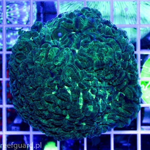 Platygyra sp. Green reefguard szczecin akwarystyka morska koralowce