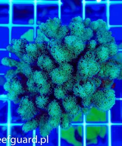 Pocillopora green ultra koralowce korale SPS szczecin reefguard