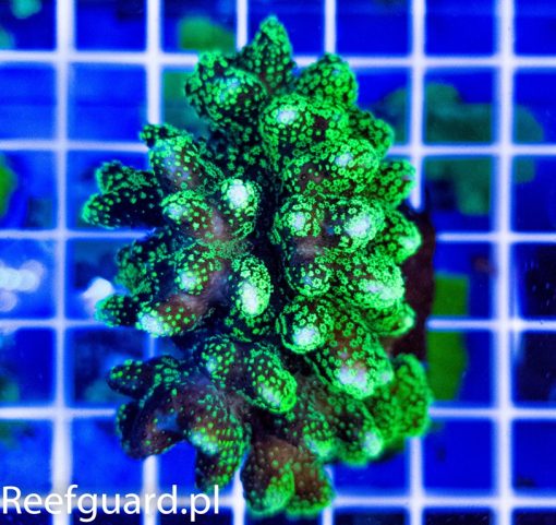 Stylophora pistillata Green polip Australia reefguard.pl koralowce sps szczecin