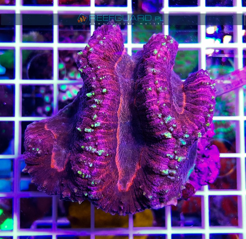 Symphyllia Purple Pink reefguard