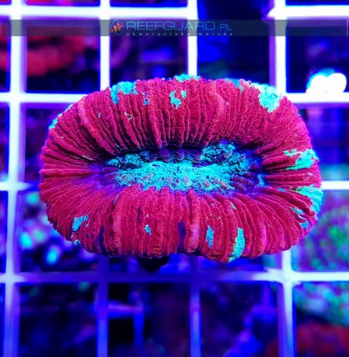 Trachyphyllia RED WYSIWYG T006 koralowce szczecin akwarium morskie reefguard