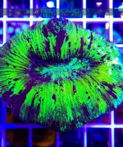 Trachyphyllia green fluo WYSIWYG T004 szczecin akwarystyka morska sklep z koralowcami