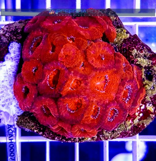 Acanthastrea lordhowensis Deep Red ACAH0007 Szczecin reefguard
