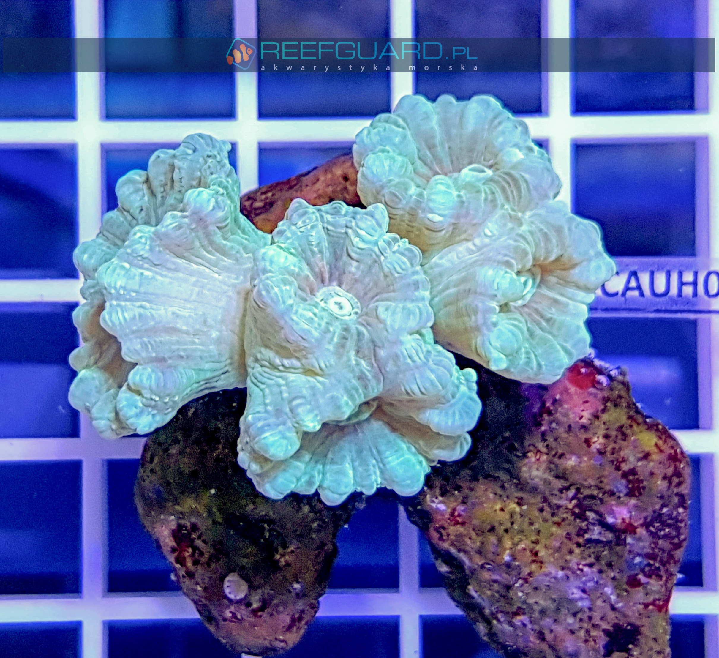 Caulastrea Mint Green CAUH0000 szczecin reefguard