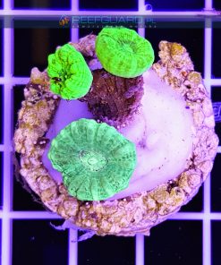 Caulastrea Multi Color CAUH0003 szczecin reefguard