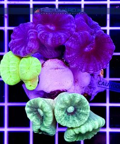 Caulastrea Multi Color CAUH0004 szczecin reefguard