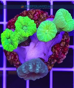 Caulastrea Multi Color CAUH001 szczecin reefguard