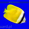 Chaetodon kleini szczecin reefguard