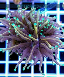 Euphyllia glabrescens Multicolor Aquamarine Tip Australia EUPH0022