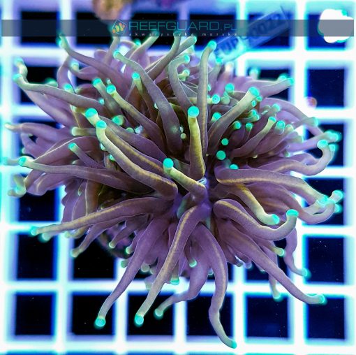 Euphyllia glabrescens Multicolor Aquamarine Tip Australia EUPH0022
